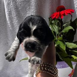 Orange Collar Girl - Black and white female English Springer Spaniel puppy in Collins, Georgia from English Springer Spaniels at Lands Lodge