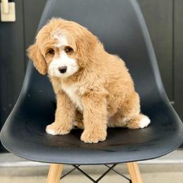 Bowser- white collar male - Yellow and white male Bernedoodle puppy in Salt Lake County, Utah from Coco Avenue Pups