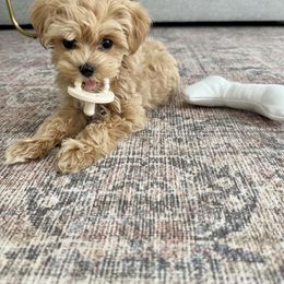 Goldendoodle, Maltipoo, and Yorkipoo Puppies from Doodle Pups Fur-Ever
