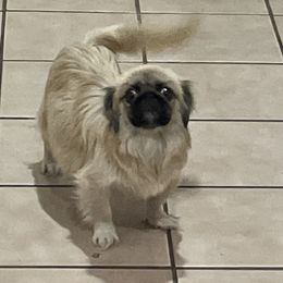 Deisy - Pekingese
