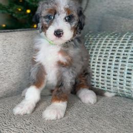 Sage - Merle female Bernedoodle puppy in West Jordan, Utah from Doodles Friend