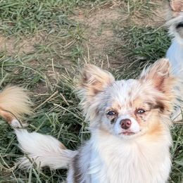 Roxy - Chocolate and white female Chihuahua puppy in Williamsburg, Virginia from PAWSitive Cheeky Chihuahuas