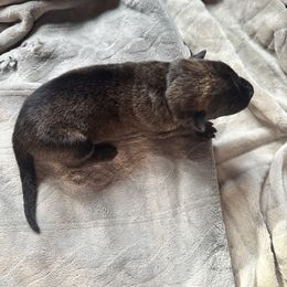 Black - Brindle male Belgian Malinois puppy in Constantia, New York from Creek Corners