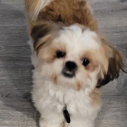 Shih Tzus from Ginger's Shih Tzus