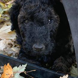 Poodles from Vanderloop Family Poodles