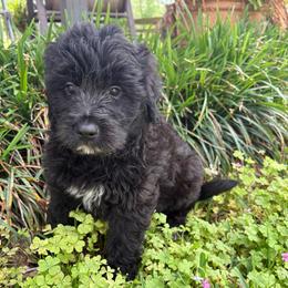 Sky - Black female Bordoodle puppy in Winnsboro, Texas from Pecan Grove Pups