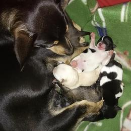 Chihuahuas from Jolley farms