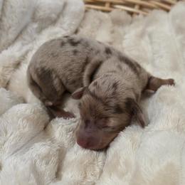 Fern -akc - Dapple female Dachshund puppy in Sacramento, California from Valentina's mini  AKC Dachshunds
