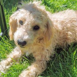 Texas - Apricot Maltipoo puppy in Stanwood, Washington from Cupcake Cuties