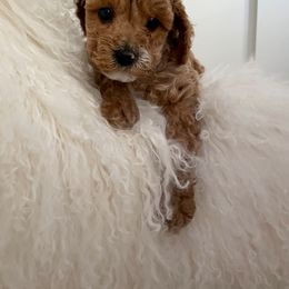 Cavapoo Puppies from SoCal Cavapoos
