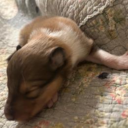 Sable male - Sable male Collie puppy in Abilene, Texas from Regal Lassie's