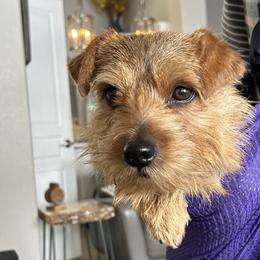 Darby - Norfolk Terrier