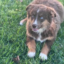 Romeo - Red tri male Miniature Australian Shepherd puppy in California from Eagle River Aussies