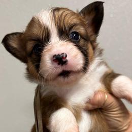 Aspen - White and red female Pembroke Welsh Corgi puppy in Hico, Texas from Chisholm Trail Kennels