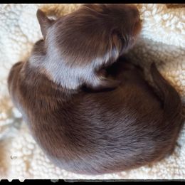 Bolt (3000) - Chocolate and tan male Dachshund puppy in Albany, Wisconsin from Deglow’s Doxies