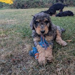 Waylon - Blue merle male Aussiedoodle puppy in Yacolt, Washington from Aussiedoodles by Maggie