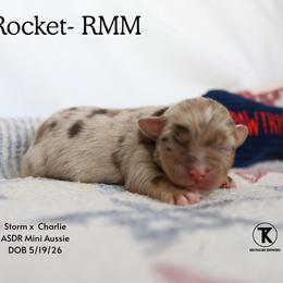 Rocket- RMM - Red merle male Miniature Australian Shepherd puppy in Nacogdoches, Texas from TK Standard, Mini, & Toy Aussies