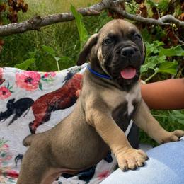 Dark Exceptional Solid Male - Brown male Boerboel puppy in Mansfield, Texas from Dynasty Blue Ridge Boerboel