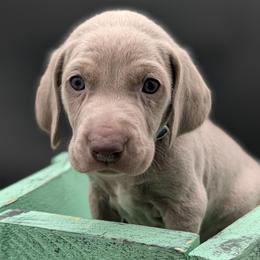 Carl - Silver gray male Weimaraner puppy in Evart, Michigan from Drehbar Weimaraners
