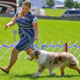 Piper - Australian Shepherd
