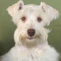 Miniature Schnauzers from 4D Schnauzers