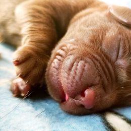 Labrador Retriever Puppies from Cove Labradors