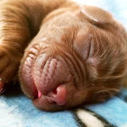 Labrador Retriever Puppies from Cove Labradors