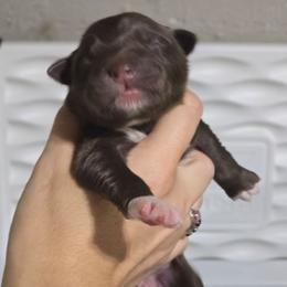 Red tri male 1 - Red tri-color male Australian Shepherd puppy in Rainsville, Alabama from Chaparro Farm