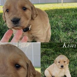 Kiwi - Light golden female Golden Retriever puppy in Farmington, Utah from Golden Haven Doodles