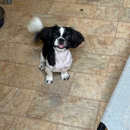 Cash - Shih Tzu