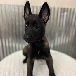 Brown Collar - Black sable male Belgian Malinois puppy in Muskegon, Michigan from Red Acres Working Line K9s