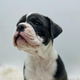Silo - Black and white male Olde English Bulldogge puppy in Camdenton, Missouri from Mule Pool Olde English Bulldogges