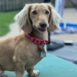 Maverick Miller Faust - Dachshund