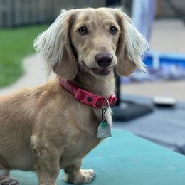 Maverick Miller Faust - Dachshund