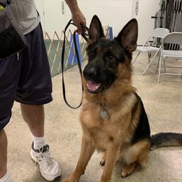 German Shepherd All Grown Up from von Wolfstal German Shepherds