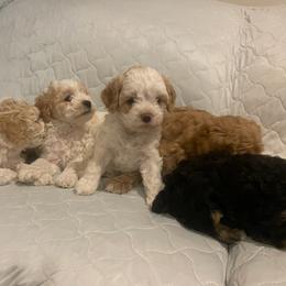 Georgie - White female Cavapoo puppy in Michigan from Cavalier Girls