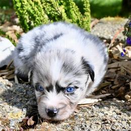 Thesan - Blue merle male Miniature American Shepherd puppy in Damascus, Oregon from Rebel Soul Minis