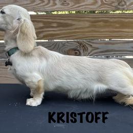 Kristoff - Dachshund