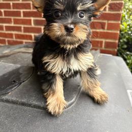 Mocha - Black and gold female Yorkshire Terrier puppy in Florence, Alabama from Ashley's Yorkshire Terriers