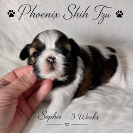 Sophie - Tricolor female Shih Tzu puppy in Hayden, Idaho from Phoenix Shih Tzu