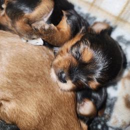 Yorkshire Terrier Puppies from Willow's Standards