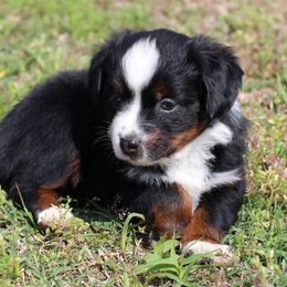 Miniature Australian Shepherd and Toy Australian Shepherd Puppies from Fireside Toy & Mini Aussies