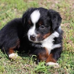 Miniature Australian Shepherd and Toy Australian Shepherd Puppies from Fireside Toy & Mini Aussies