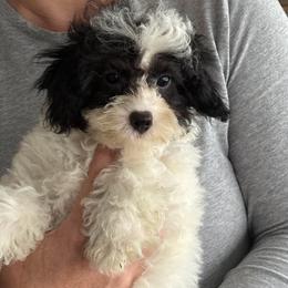 PUPPY akc - Parti male Poodle puppy in Point Pleasant Beach, New Jersey from Black Mountain Toy Poodles