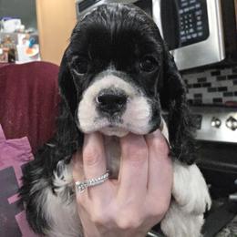 Tomato - Black and white female Cocker Spaniel puppy in Northampton, Pennsylvania from ChristMos Cockers