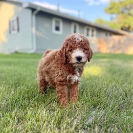Eggo - Red male Cavapoo puppy in Beresford, South Dakota from DAKOTA DOOD RANCH