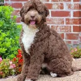 Australian Labradoodles from Dixie's Doodles LLC