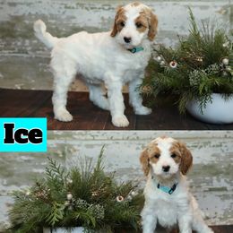 Bernedoodle and Goldendoodle Puppies from Dolly's Doodles