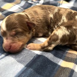 Eleanor - Brown merle female Aussiedoodle puppy in Liberty, Texas from Poodles and Doodles Most Excellent Adventures