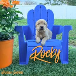 SERVICE DOG CANDIDATE - RED COLLAR MALE - ROCKY - Golden male Golden Retriever puppy in Port St Lucie, Florida from Nirvana Goldens